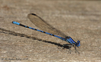 Argia plana, male